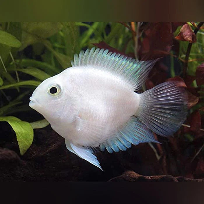 White/Platinum Polar Parrot Cichlid - Ikan Hias Aquarium KHUSUS GOJEK