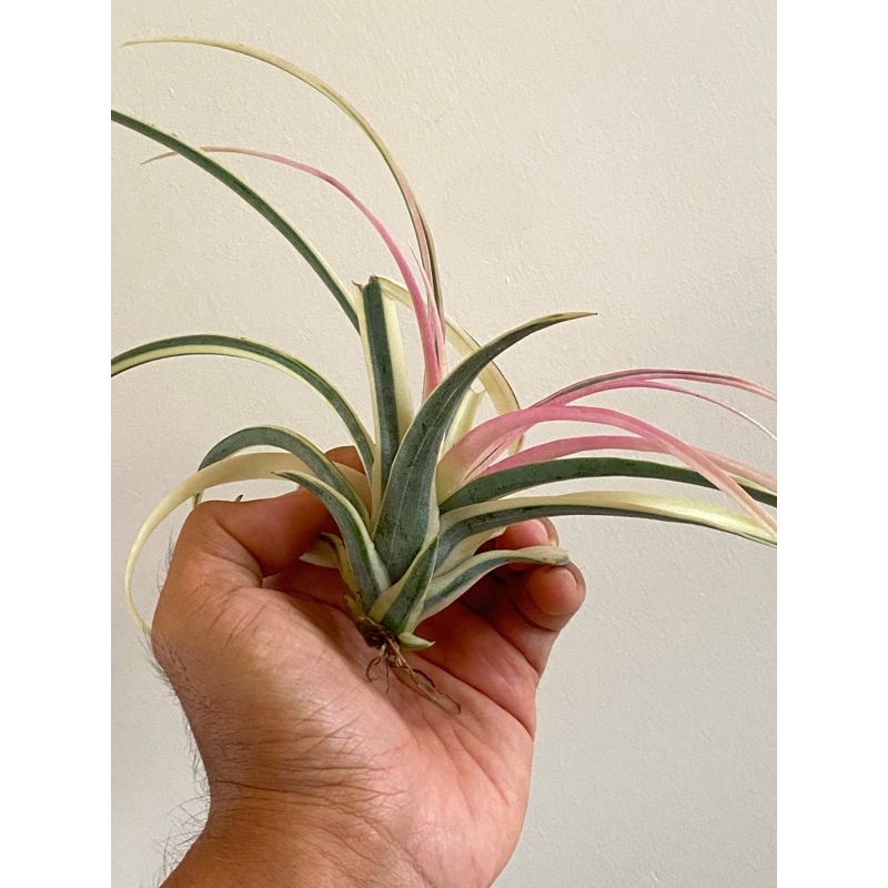 tillandsia eric knobloch variagata albomarginata