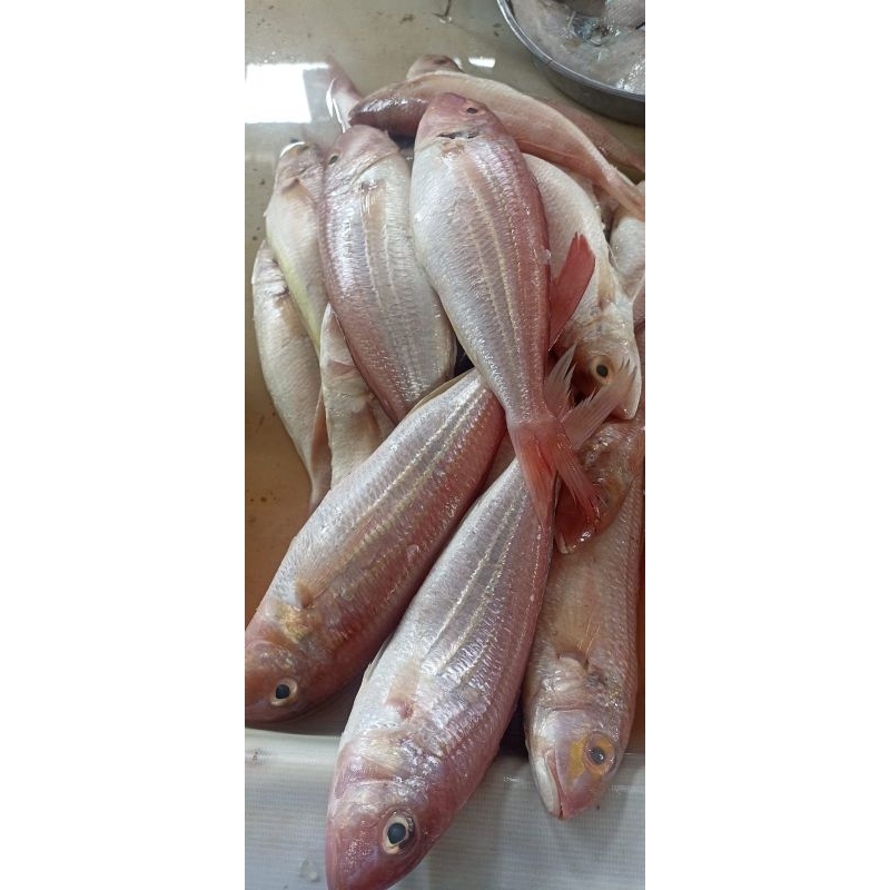 

Ikan Merah Segar