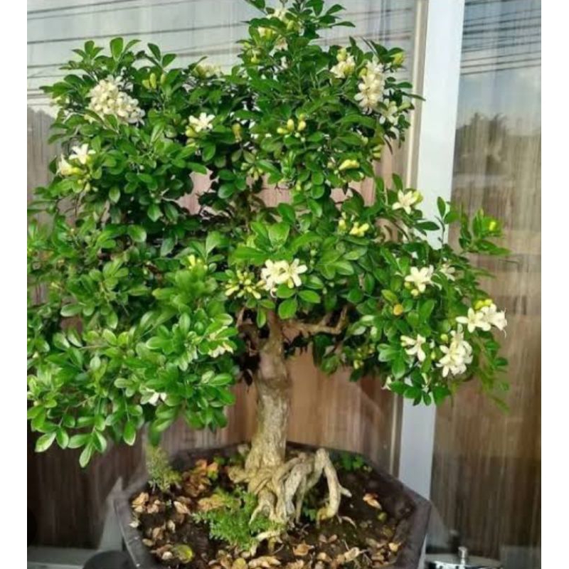 TANAMAN HIAS KEMUNING, BAHAN BONSAI KEMUNING