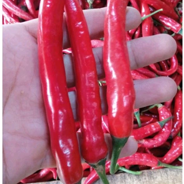 

Cabai Merah Besar