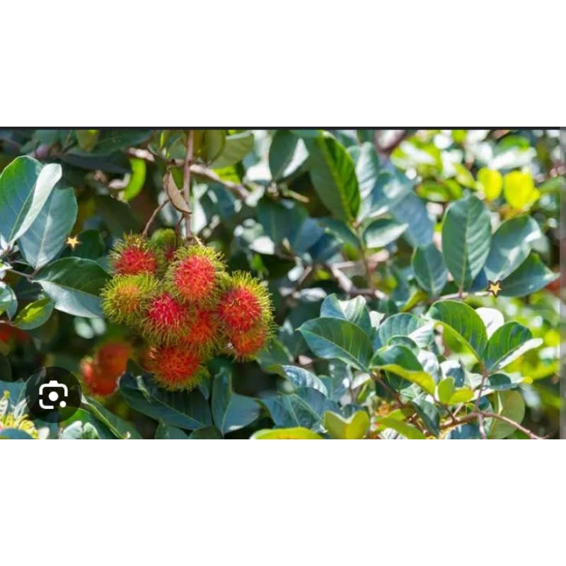 

DAUN Rambutan FRESH SEGAR BARU PETIK untuk sakit kepala, kejantanan, mengurangi racun dll
