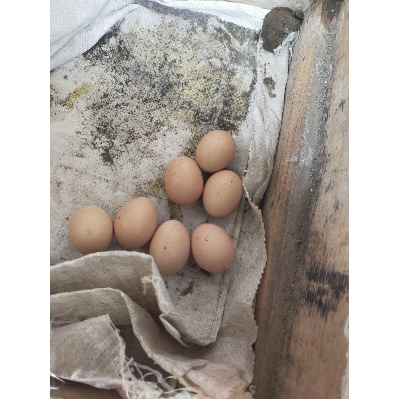 

telor pluker goldenboy