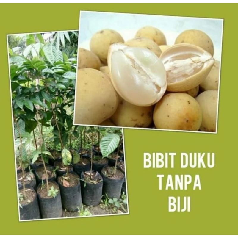 Bibit Duku Dukuh DUKONG NON BIJI ASLI Malaysia manis, super, okulasi, cepat berbuah a