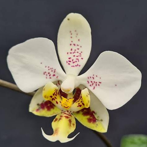 [ REMAJA ] Phalaenopsis stuartiana