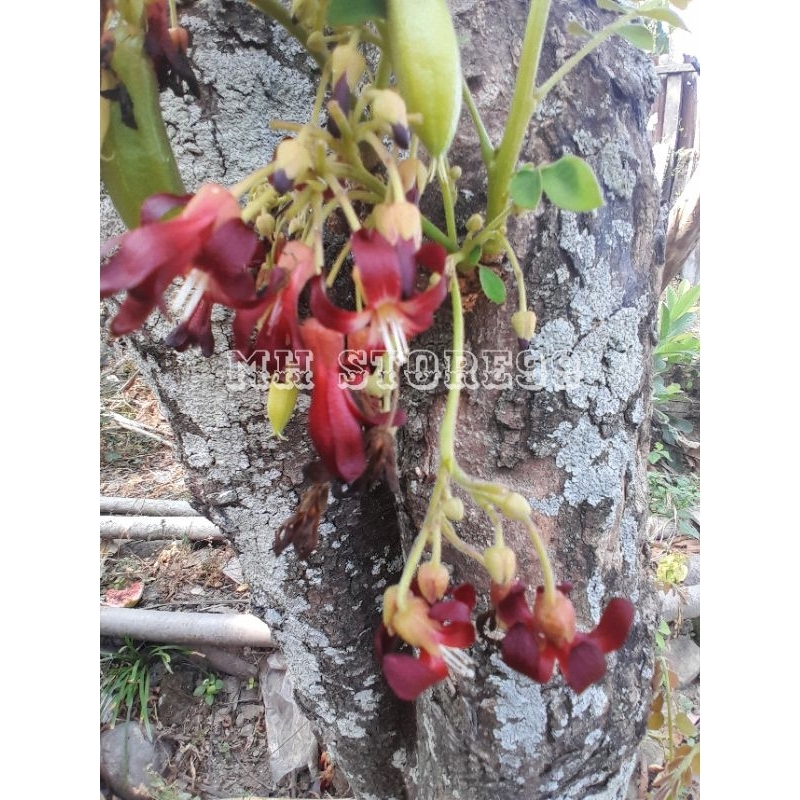 

BUNGA BELIMBING WULUH PER PCS/PER BUNGA
