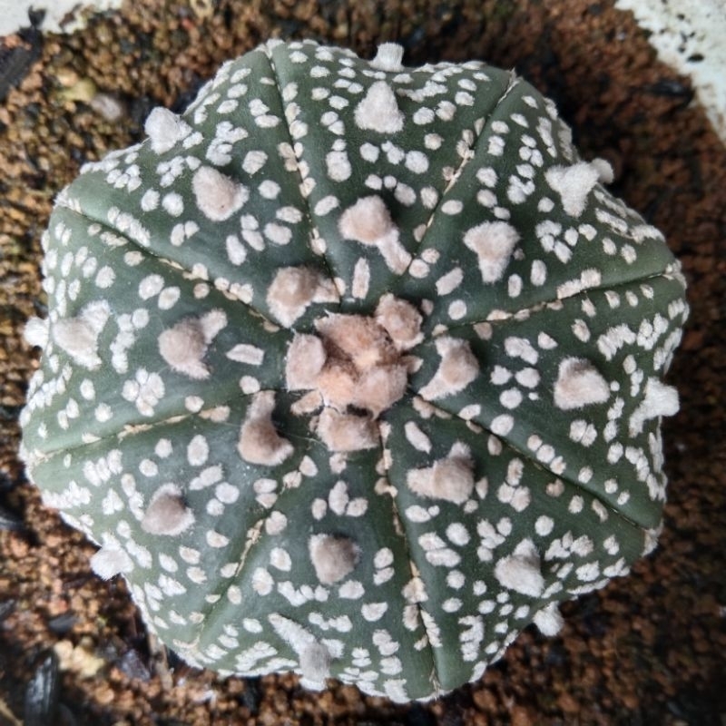 ASTROPHYTUM V TYPE STARSHAPE
