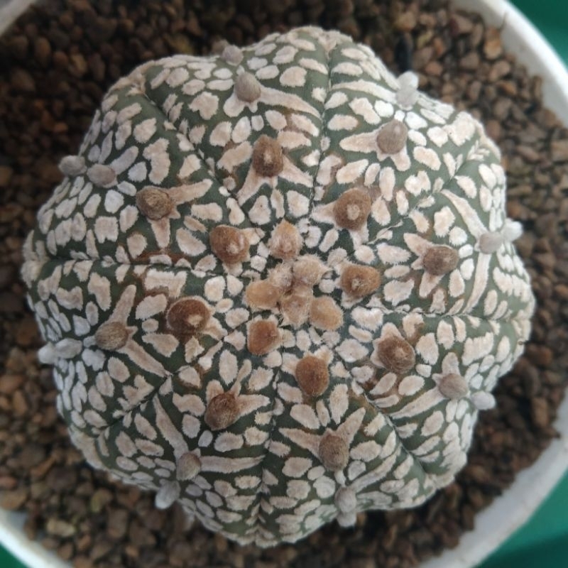 ASTROPHYTUM V TYPE