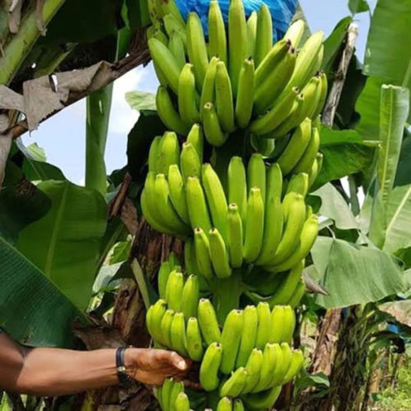 bibit pisang chavendish / ambon putih