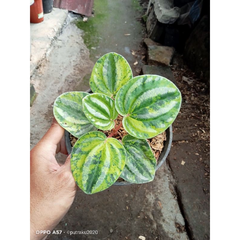 peperomia variegata