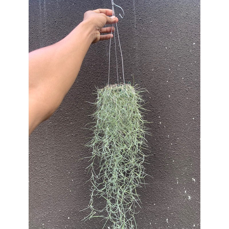 tanaman his janggut musa