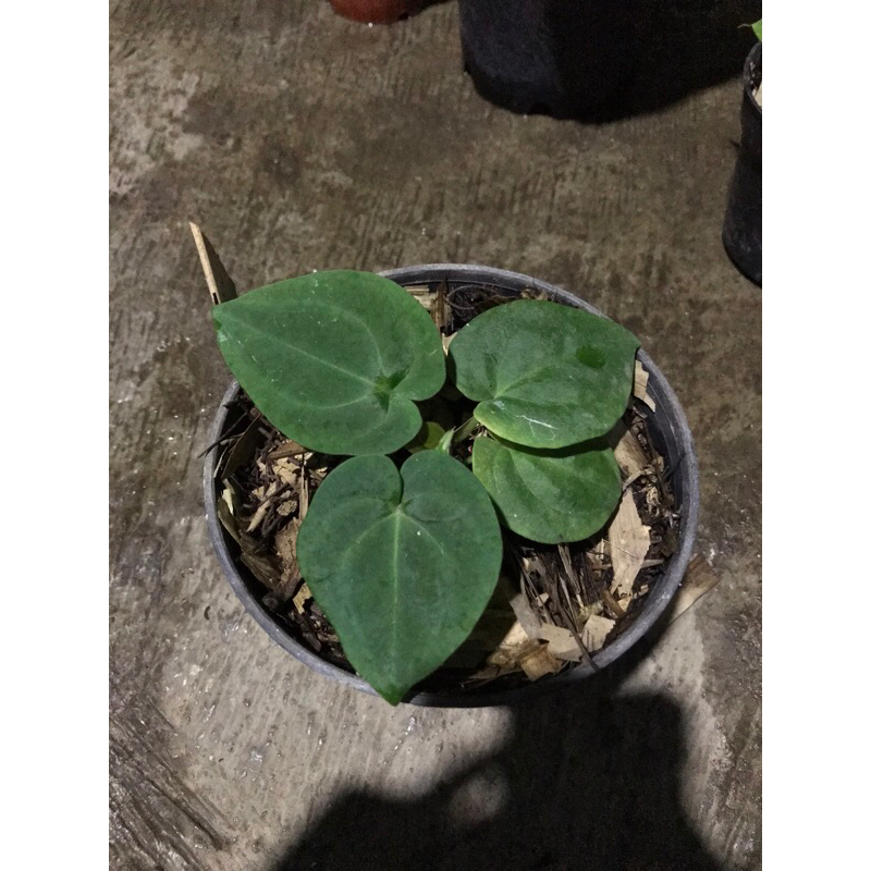 anthurium dark phoenix