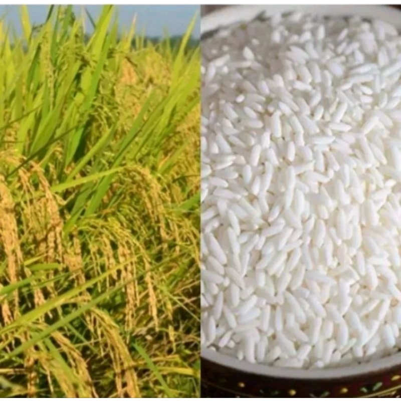 

Beras ketan putih berkualitas kemasan 1 kg