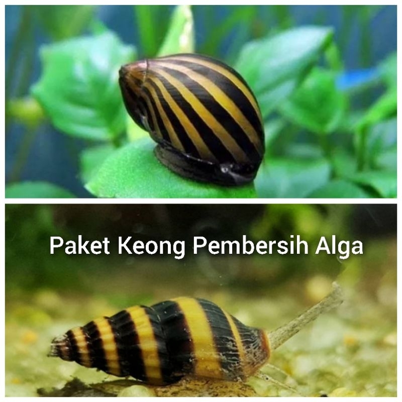 Paket Keong Pembersih Alga Aquarium Isi 10 Ekor (Turbo 5 Ekor, Assasin 5 Ekor)/Keong turbo Aquascape