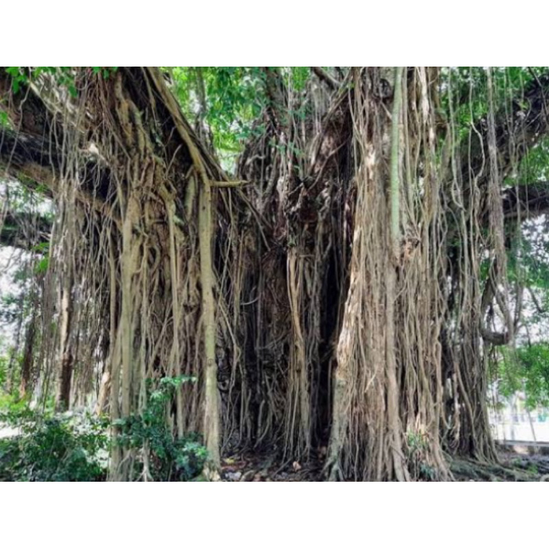 

Akar pohon beringin / akar beringin segar 500 gram-az