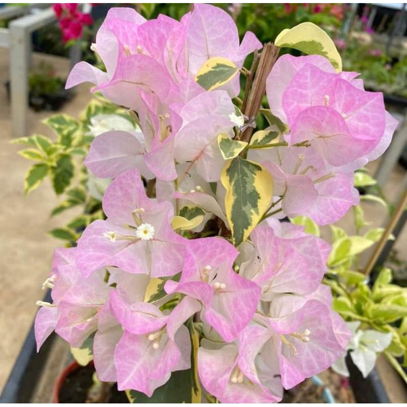 Bugenvil Bengawan solo daun varigata