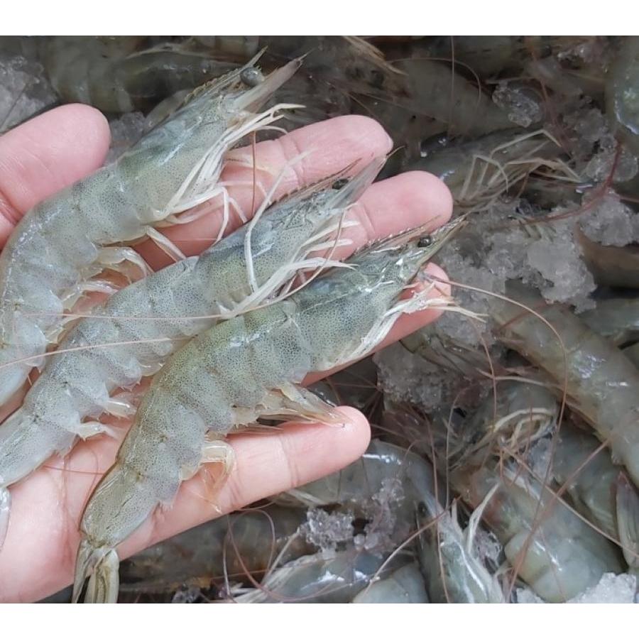 

Jual Udang Vaname Segar Langsung drPetani | Harga Terjangkau | Udang super untuk Berbagai Masakan