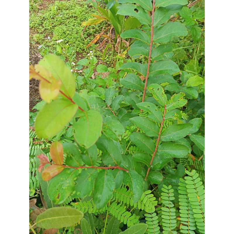 Bibit Tanaman Sakura Lokal pink I pohon Sakura Lokal indonesia