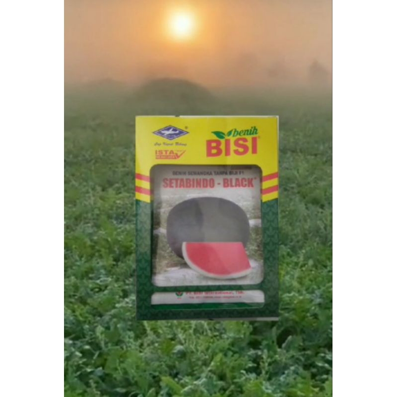 Benih Semangka NON BIJI SETABINDO BLACK isi 20 Gram
