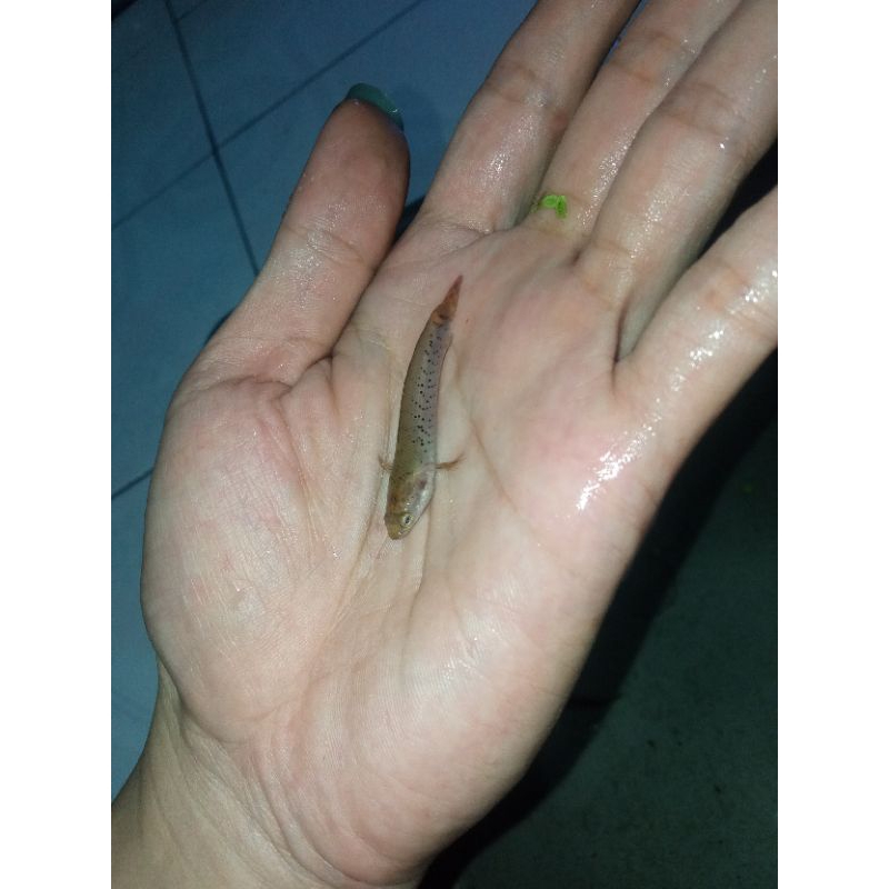 BP 6cm per 10e channa blue pulcrha ombyokan ecer garansi doyan pelet serok random