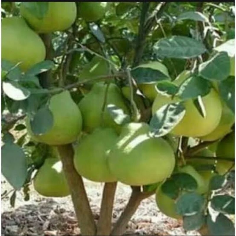 

jeruk red pamelo hasil okulasi