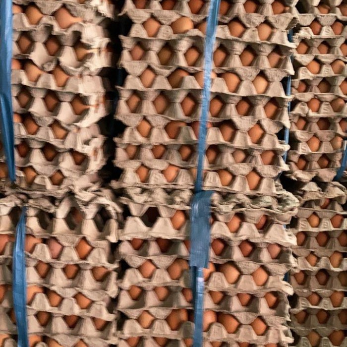

Termurah TELUR AYAM NEGRI HARGA PER KILO