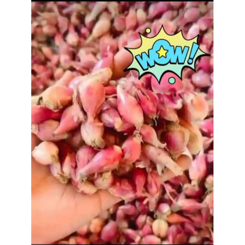 

bawang kecil ares 1kg press murah