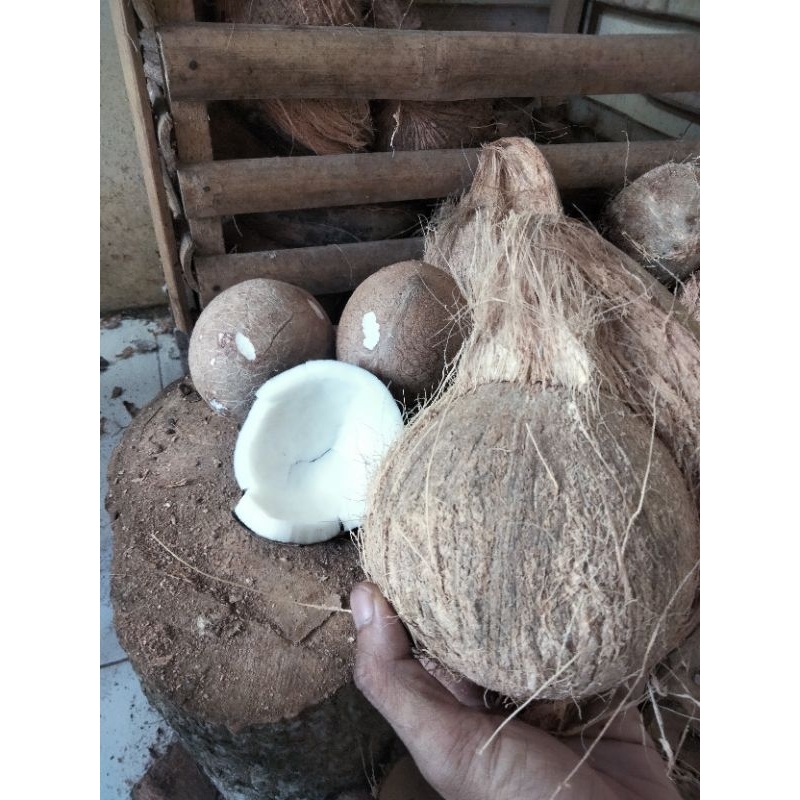 

Kelapa tua fresh