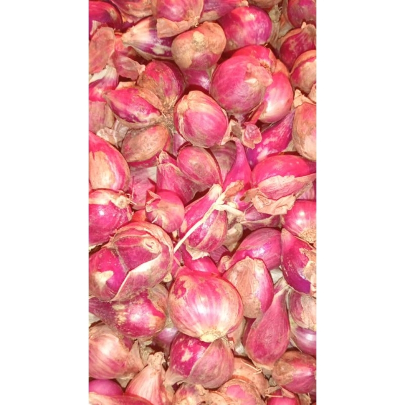 

bawang merah brebes