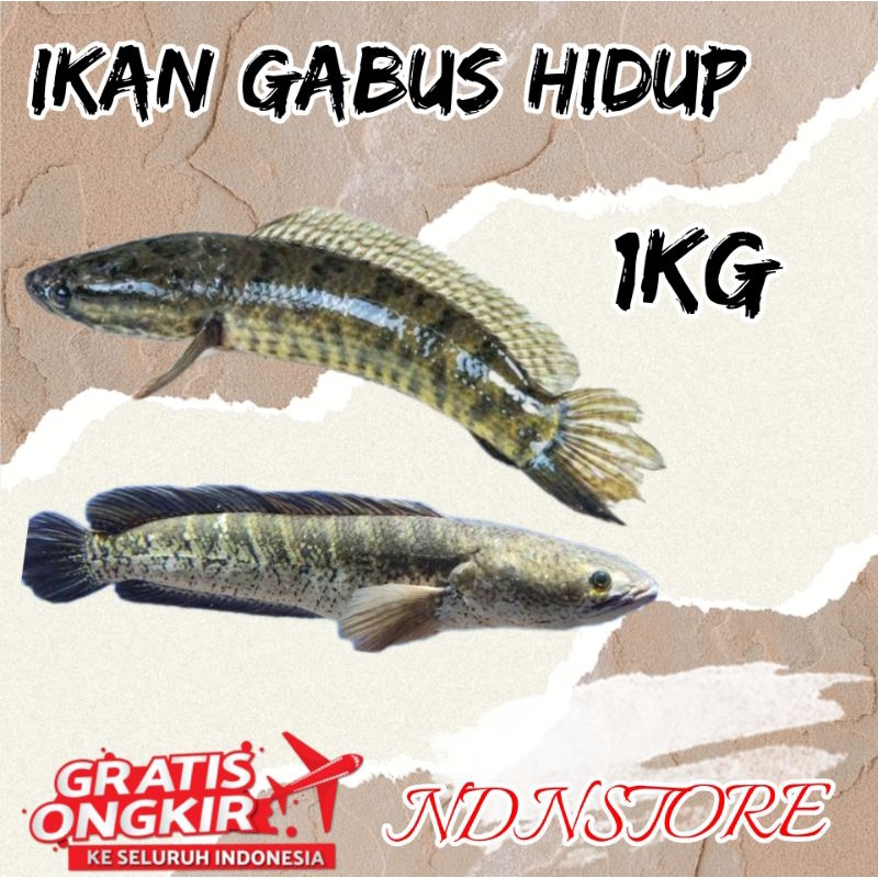 

ikan gabus 1kg ikan gabus hidup 1 kg