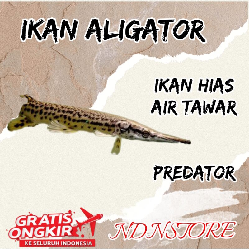 

ikan redator ikan aligator 10 / 15 senti