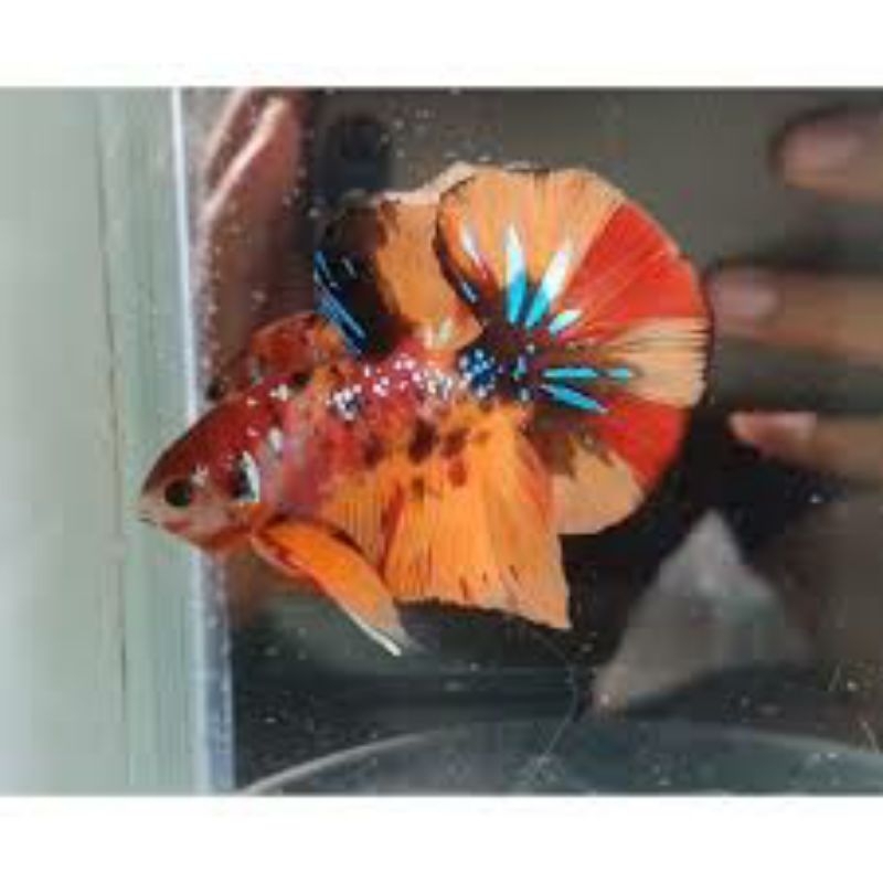 hmpk Nemo multy top grade