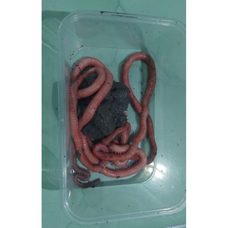 Cacing Nipah / Cacing Pumpun (isi 2 ekor per box)