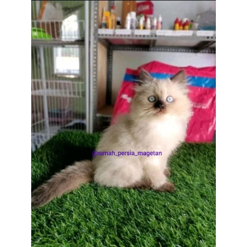 rumah persia magetan