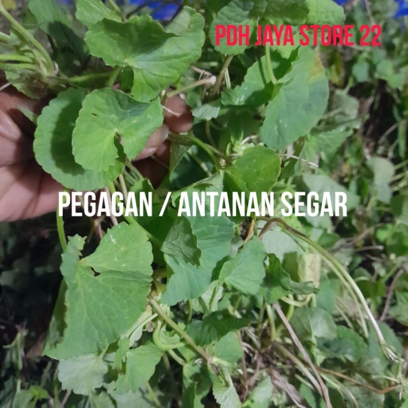 

Daun pegagan segar Antanan segar per 1 kg
