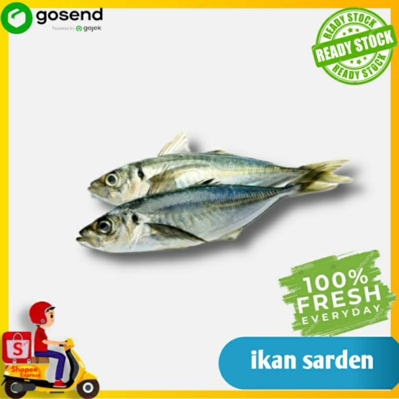 Ikan Sarden Segar - Ikan Segar Palembang