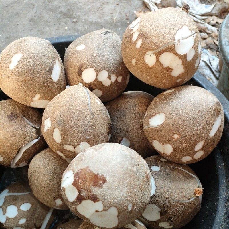 

Kelapa 1 butir kelapa