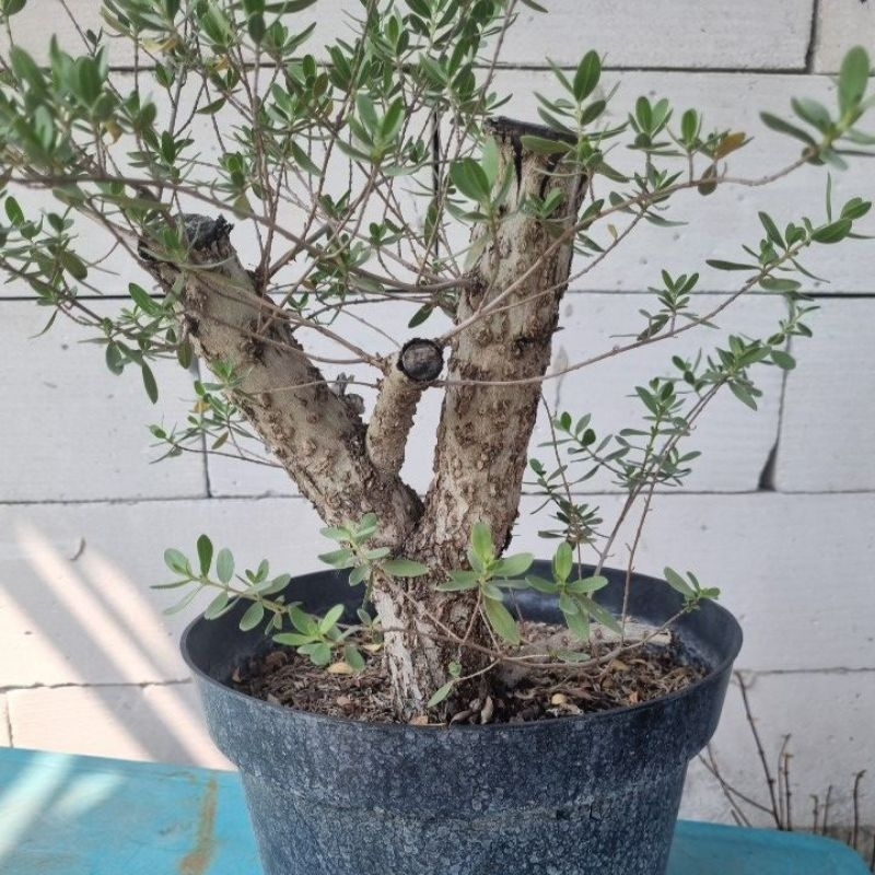 Bahan Bonsai Santigi Karang Medium