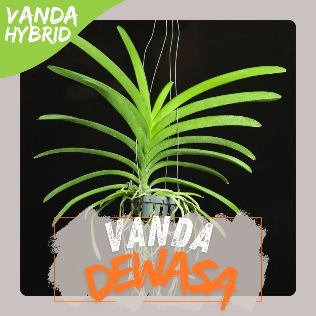 VANDA Anggrek Vanda Hybrid Dewasa Siap Bunga