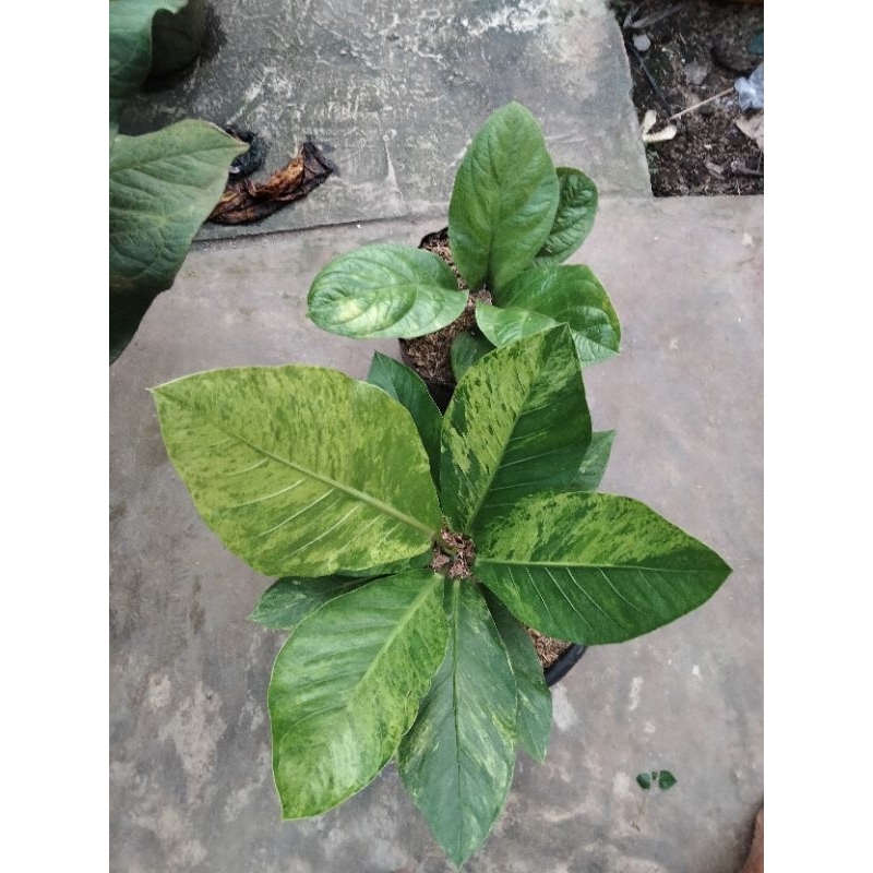 antorium varigata mawar