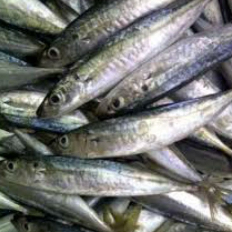Ikan Layang Deles ikan Cue 1kg