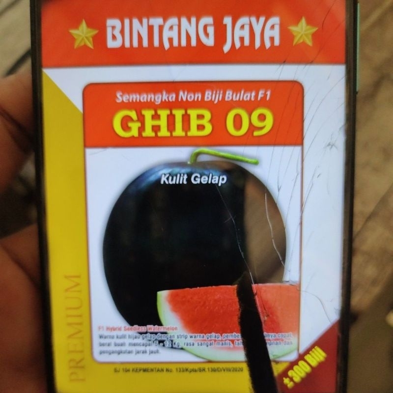 Bibit/Benih Semangka Ghib 09 non biji bulat kulit hitam kualitas terjamin