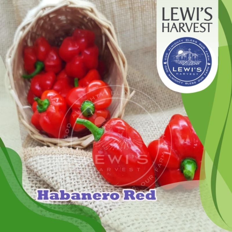 

CABE HABANERO RED 100 gram