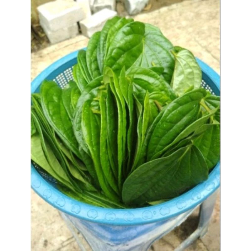 

Jual daun sirih hijau Murni dau 250gr