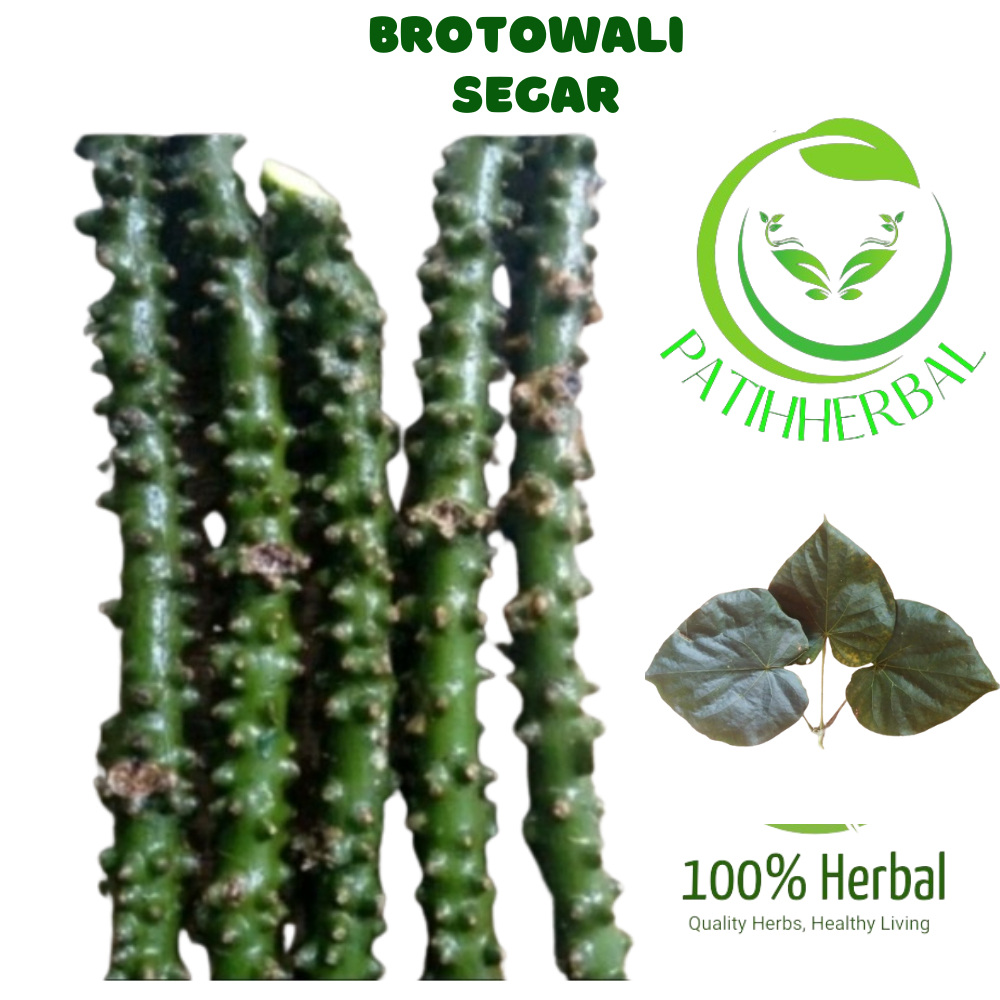 

Brotowali Segar Asli Original Per 500 gram