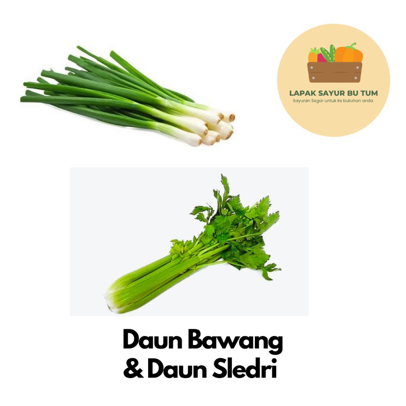 

Sayuran Segar - Daun Bawang / Daun Sledri - Lapak Sayur Bu Tum