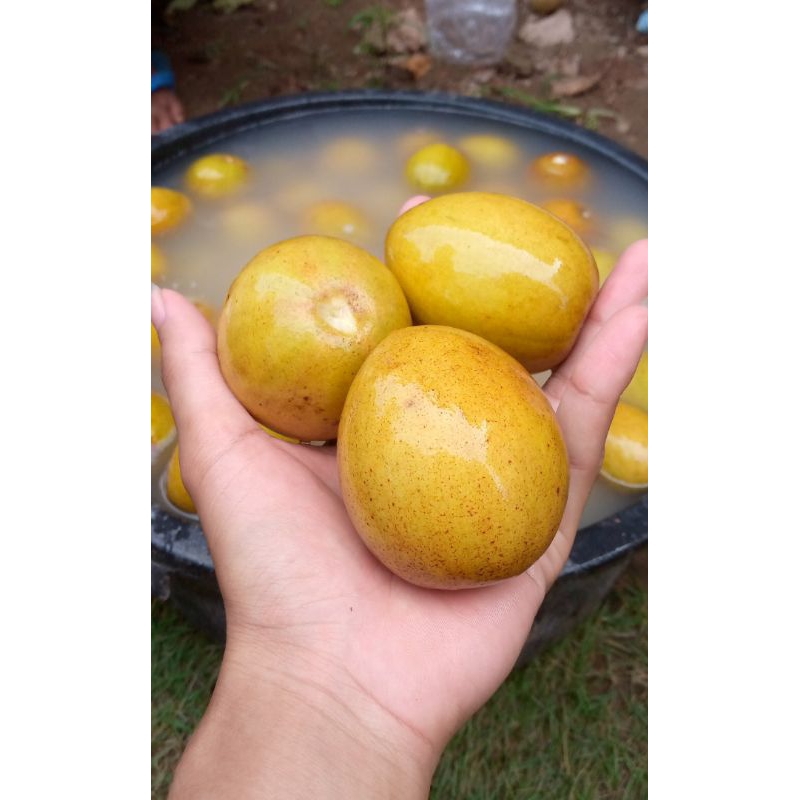 

buah sawo 1kg mentah udah dicuci bersih
