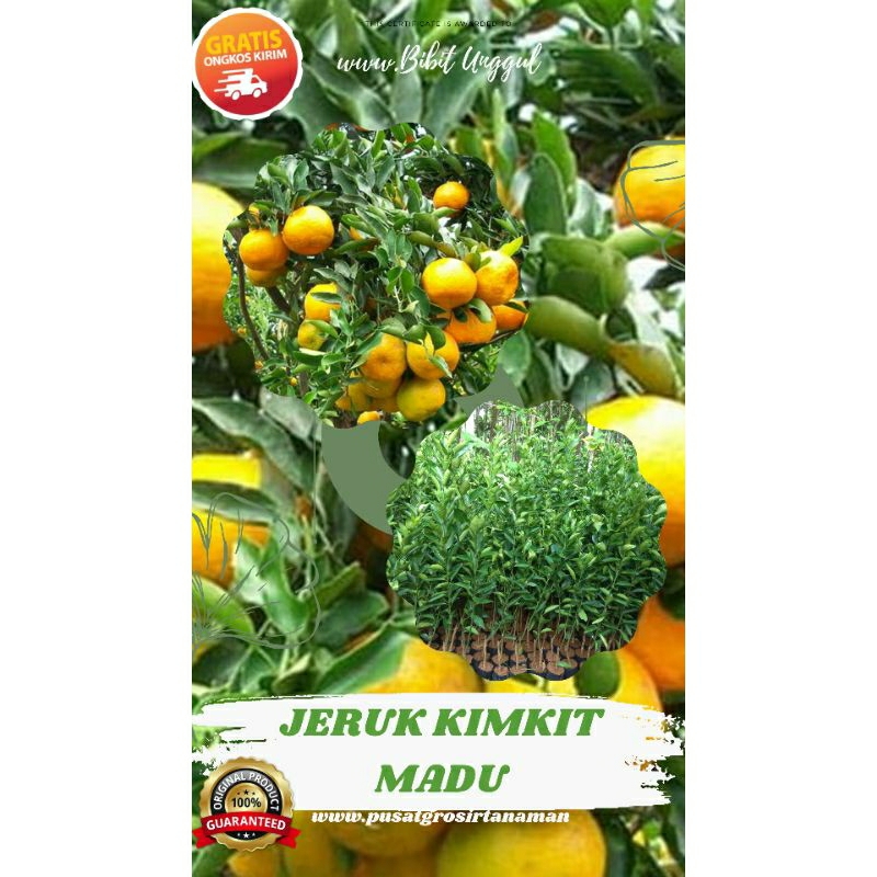 Bibit Tanaman Jeruk Kimkit Madu Hasil Okulasi