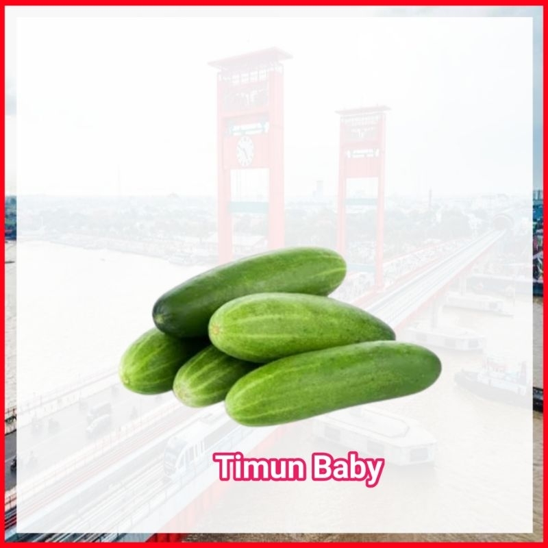 

Baby Timun - Toko Ampera Sayur Sayuran Mayur Online Segar Palembang