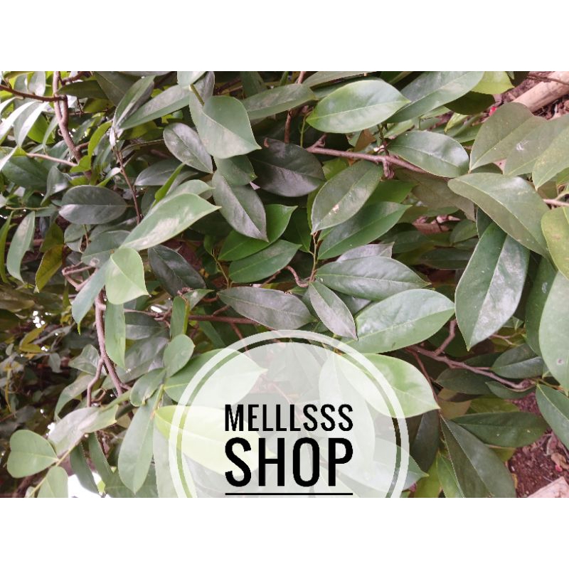 

DAUN SIRSAK SEGAR 50 LEMBAR